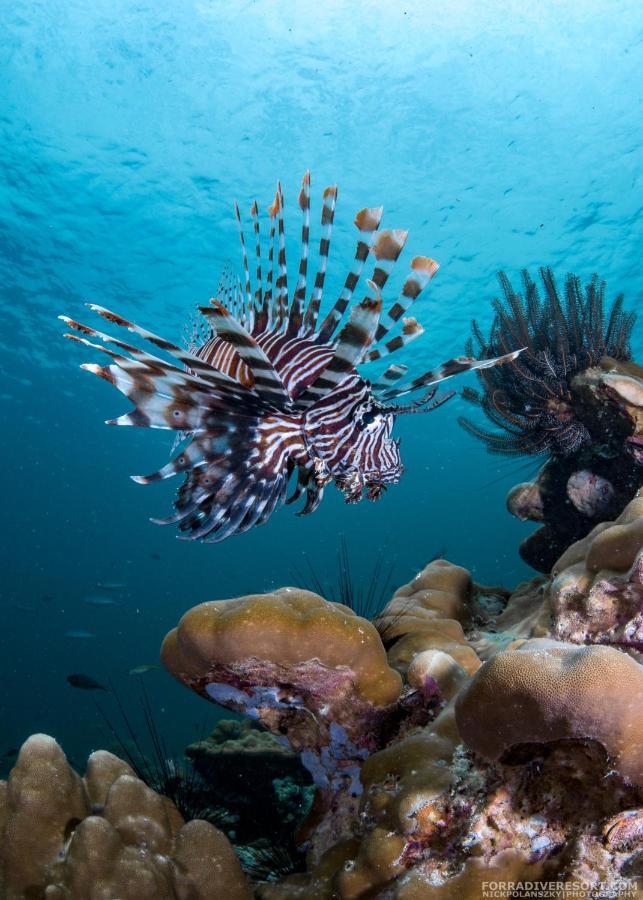 Forra Dive Resort Sunrise Koh Lipe Exterior foto