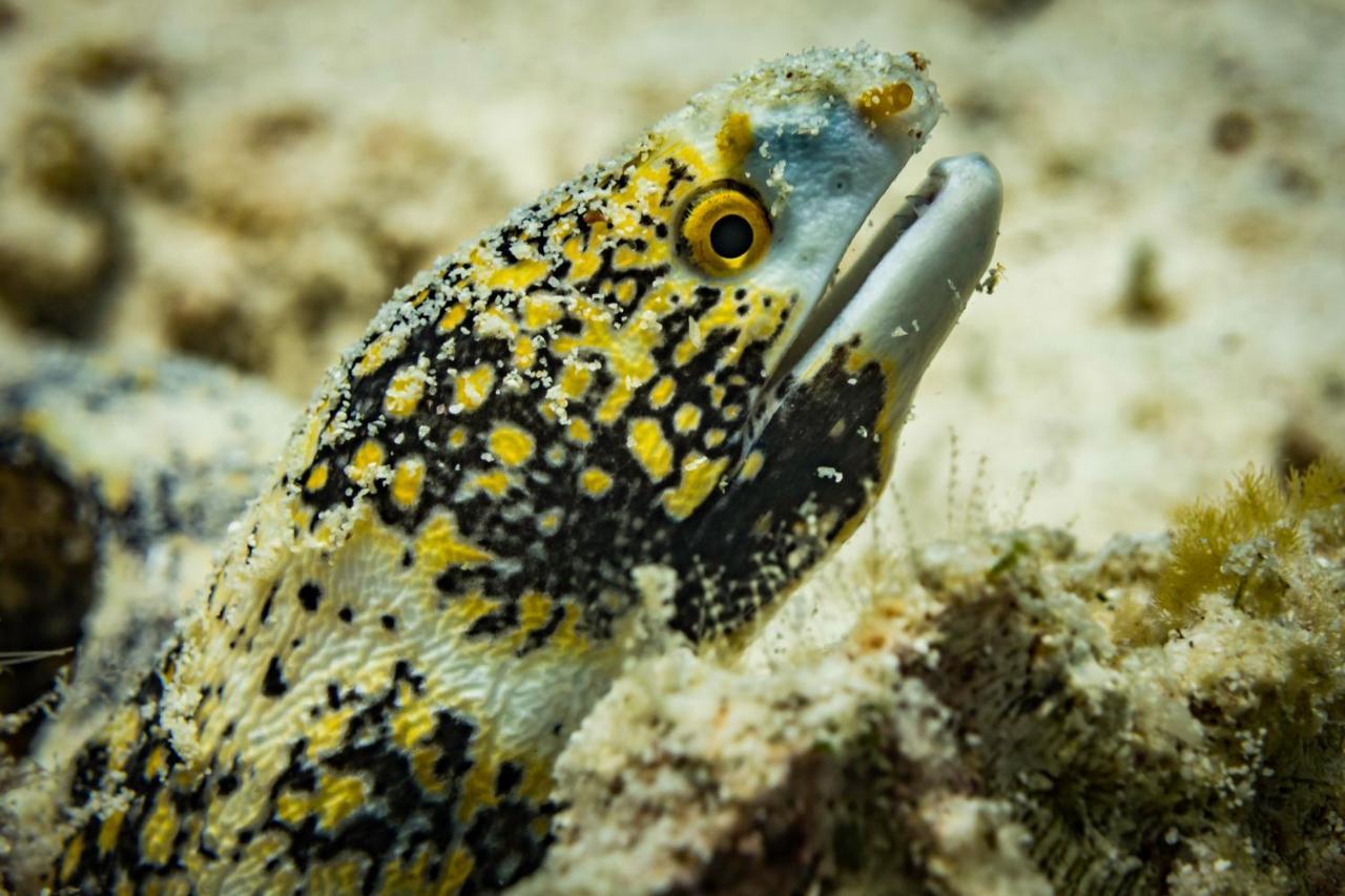 Forra Dive Resort Sunrise Koh Lipe Exterior foto
